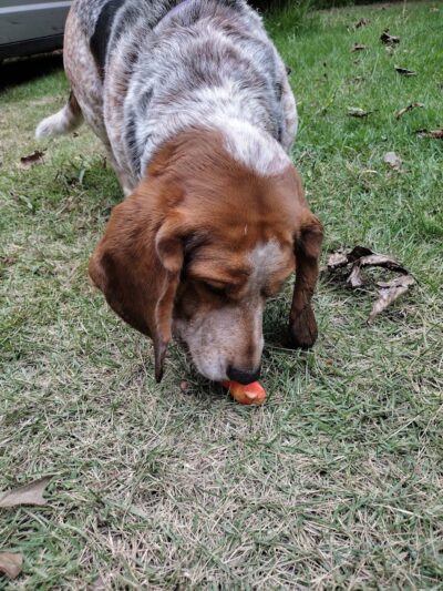 Marion Park District - THE Bark Park - Marion, IL