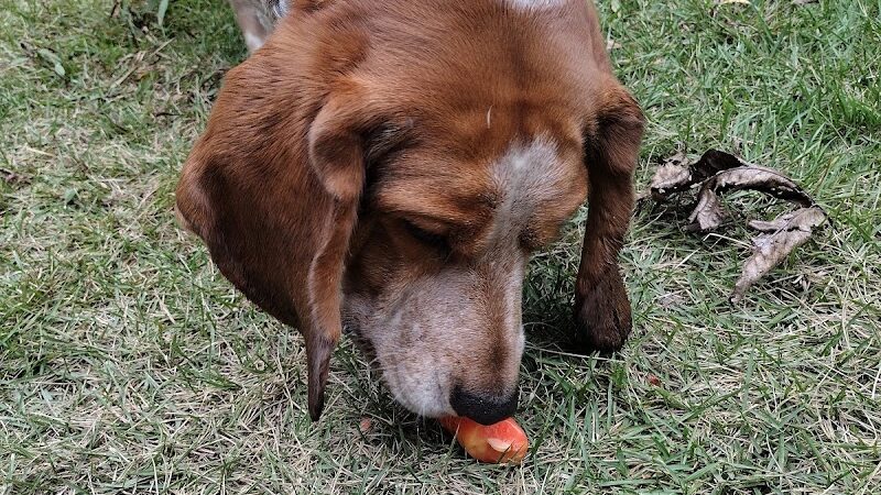 Marion Park District - THE Bark Park - Marion, IL