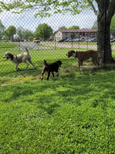 Marion Park District - THE Bark Park - Marion, IL