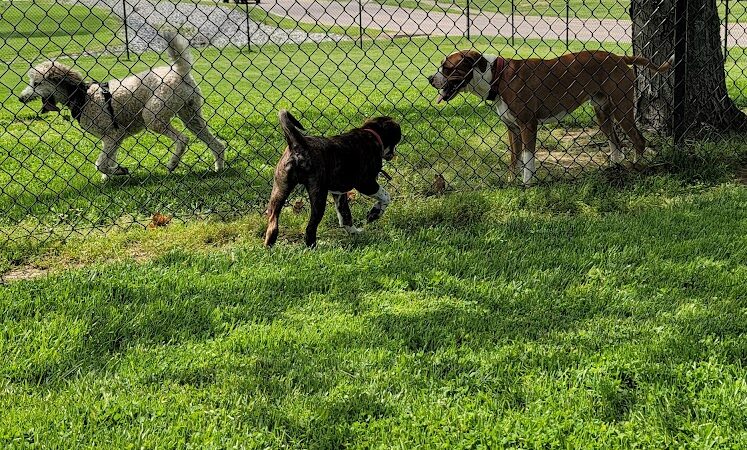 Marion Park District - THE Bark Park - Marion, IL