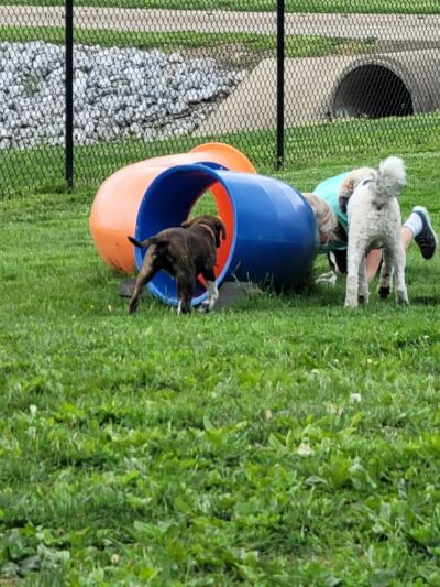 Marion Park District - THE Bark Park - Marion, IL