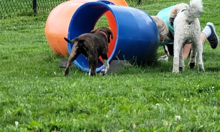 Marion Park District - THE Bark Park - Marion, IL
