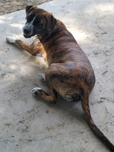 Marion Park District - THE Bark Park - Marion, IL