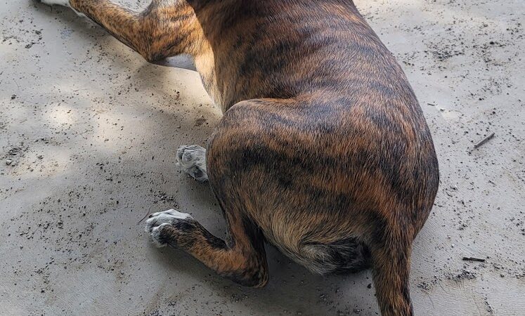 Marion Park District - THE Bark Park - Marion, IL