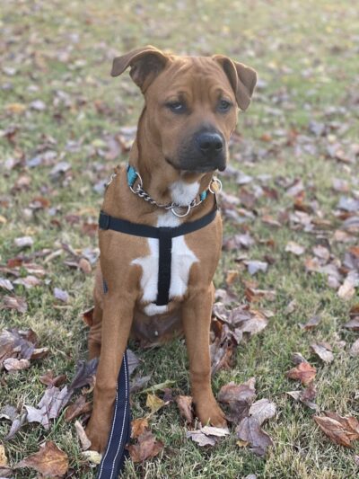 Marion Park District - THE Bark Park - Marion, IL
