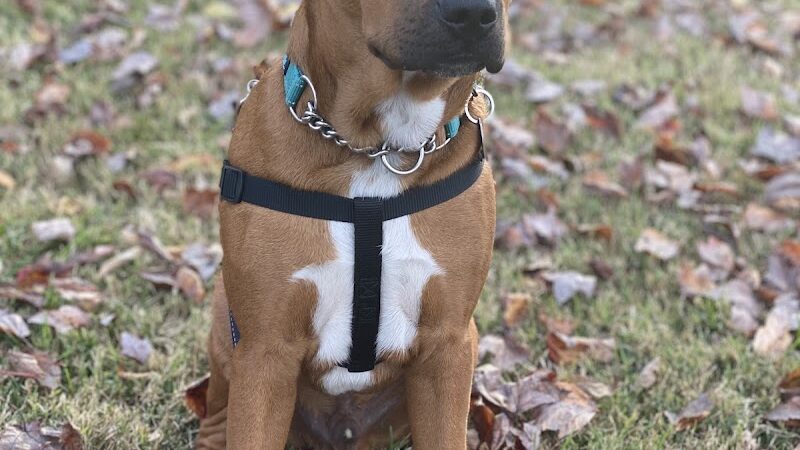 Marion Park District - THE Bark Park - Marion, IL