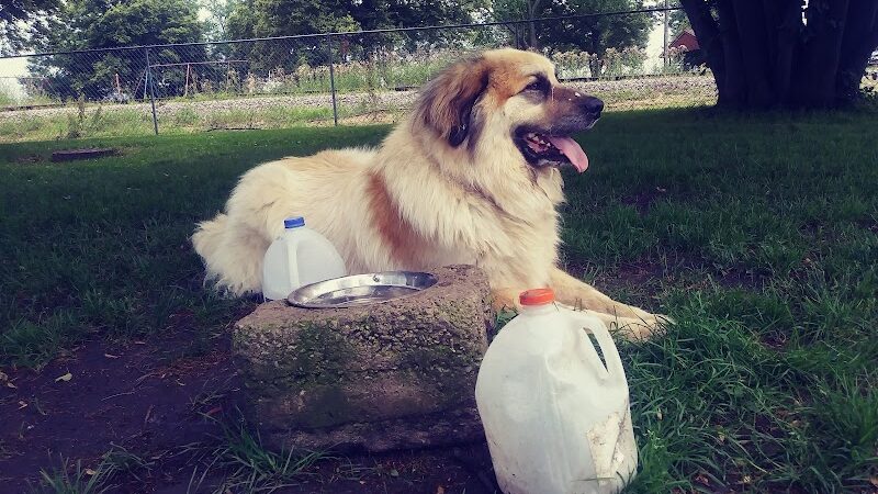 Kaufman Dog Park - Marion, OH