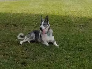 Kaufman Dog Park - Marion, OH