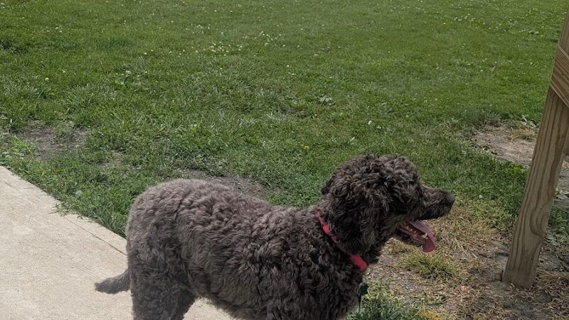 Kaufman Dog Park - Marion, OH