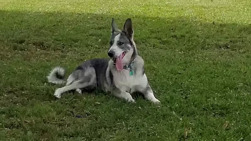 Kaufman Dog Park - Marion, OH