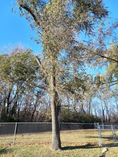 Eagle Dog Park - Marquette Heights, IL