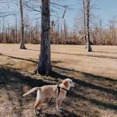 Parc des Familles Dog Park - Marrero, LA