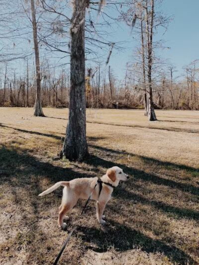 Parc des Familles Dog Park - Marrero, LA