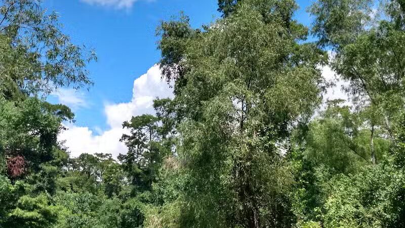 Parc des Familles Dog Park - Marrero, LA