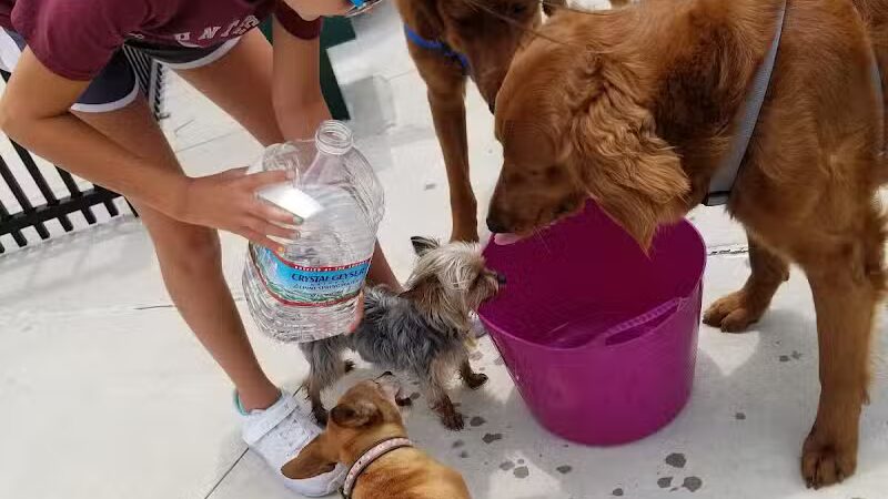 Parc des Familles Dog Park - Marrero, LA