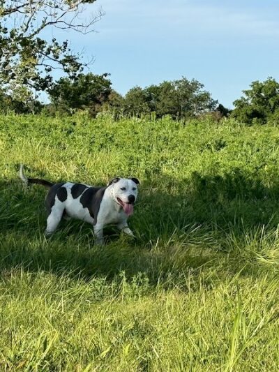 Iron Nail Ranch SniffSpot - Marthasville, MO
