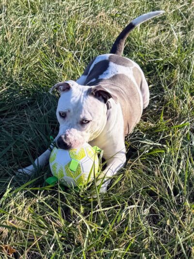 Iron Nail Ranch SniffSpot - Marthasville, MO