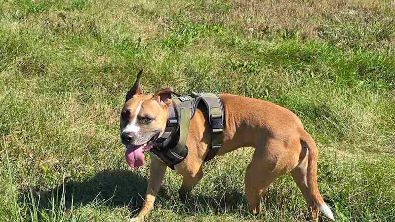 Iron Nail Ranch SniffSpot - Marthasville, MO
