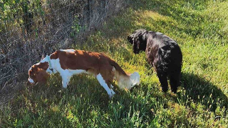 Iron Nail Ranch SniffSpot - Marthasville, MO