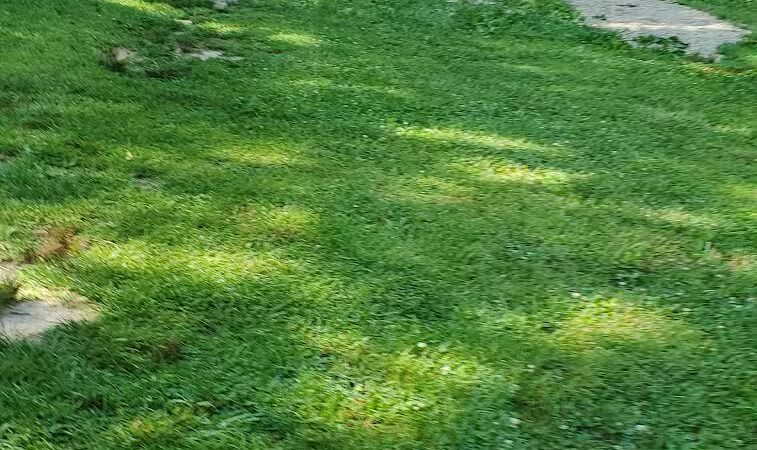 The Woodlands - Martinsville, IL