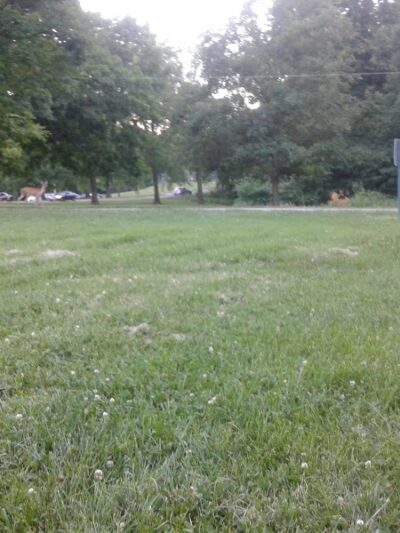 Dogport Dog Park - Maryland Heights, MO