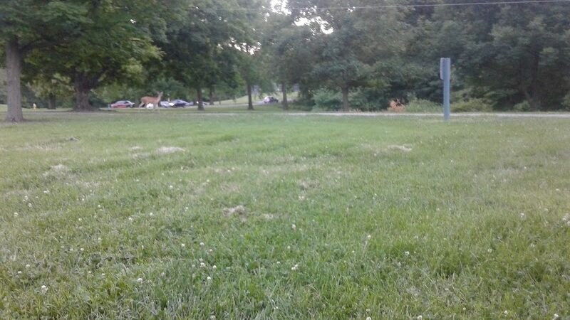 Dogport Dog Park - Maryland Heights, MO