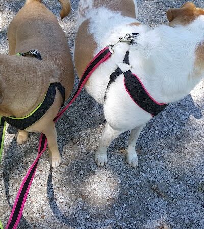 Dogport Dog Park - Maryland Heights, MO