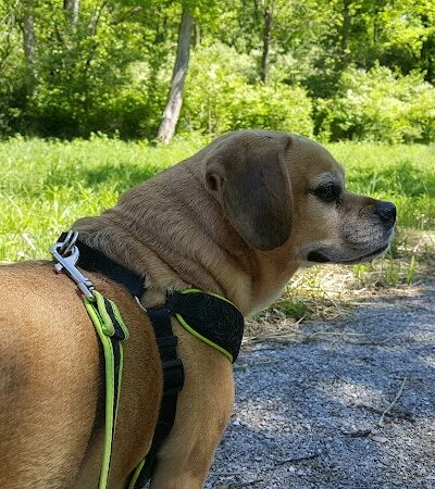 Dogport Dog Park - Maryland Heights, MO