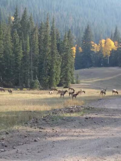 Manning Meadow CUA Dispersed - Marysvale, UT