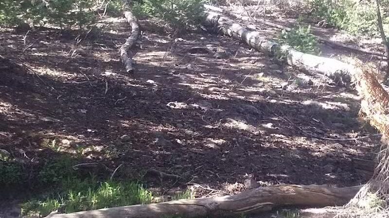 Manning Meadow CUA Dispersed - Marysvale, UT