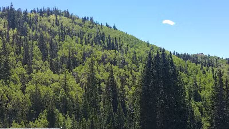 Manning Meadow CUA Dispersed - Marysvale, UT