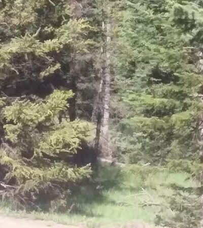 Manning Meadow CUA Dispersed - Marysvale, UT