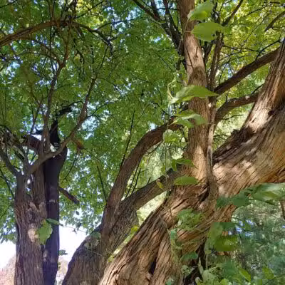 Nature Park - Maryville, MO