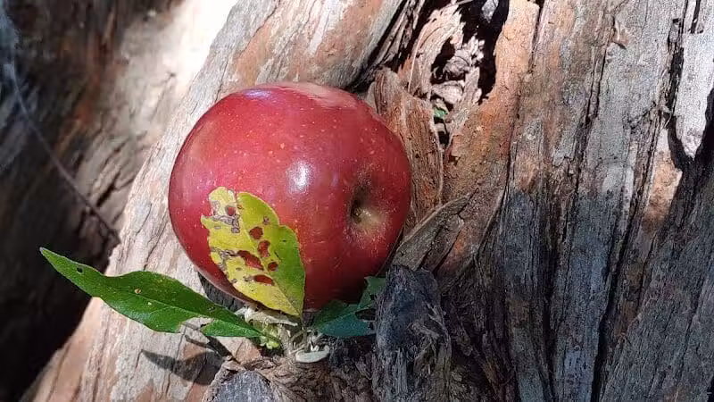 Nature Park - Maryville, MO