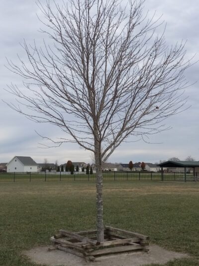 Mascoutah Dog Park - Mascoutah, IL