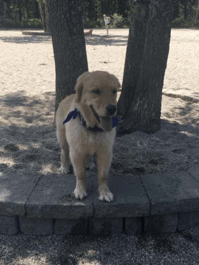 Mashpee Dog Park - Mashpee, MA