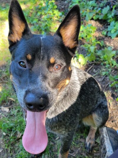 Mashpee Dog Park - Mashpee, MA