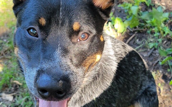 Mashpee Dog Park - Mashpee, MA