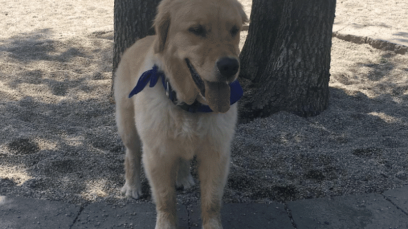 Mashpee Dog Park - Mashpee, MA