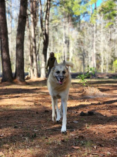 Dragonfly Dog Park & Nature Trails (Members Only) - Maysville, NC