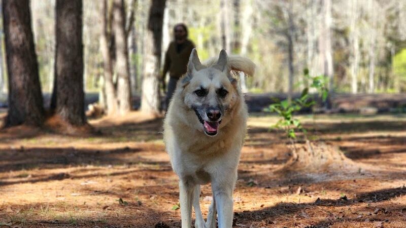 Dragonfly Dog Park & Nature Trails (Members Only) - Maysville, NC