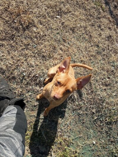 McAlester Dog Park - McAlester, OK