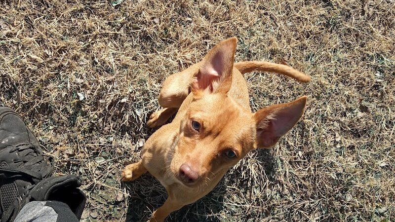 McAlester Dog Park - McAlester, OK