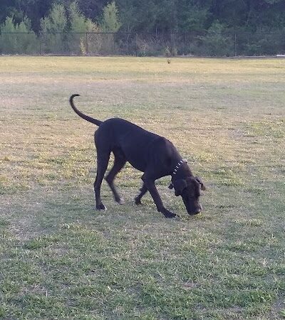 McAlester Dog Park - McAlester, OK