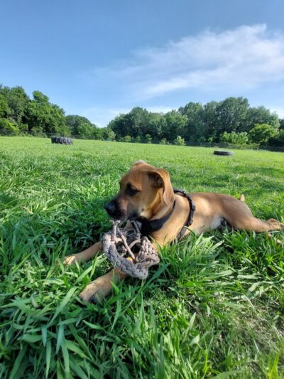 McAlester Dog Park - McAlester, OK