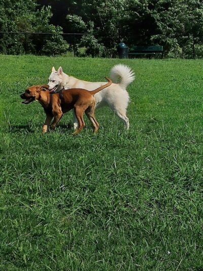 McAlester Dog Park - McAlester, OK