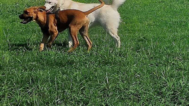 McAlester Dog Park - McAlester, OK