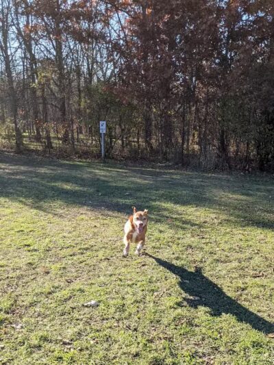 McFarland Dog Park - McFarland, WI