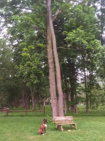 McFarland Dog Park - McFarland, WI