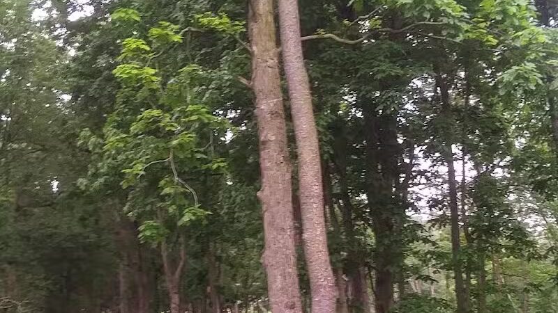 McFarland Dog Park - McFarland, WI